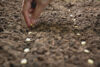 Five vegetables you can grow from seed in your outdoor garden in new jersey in april