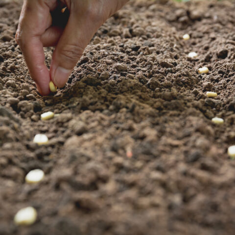 Five vegetables you can grow from seed in your outdoor garden in new jersey in april - photo licensed by shore news network.