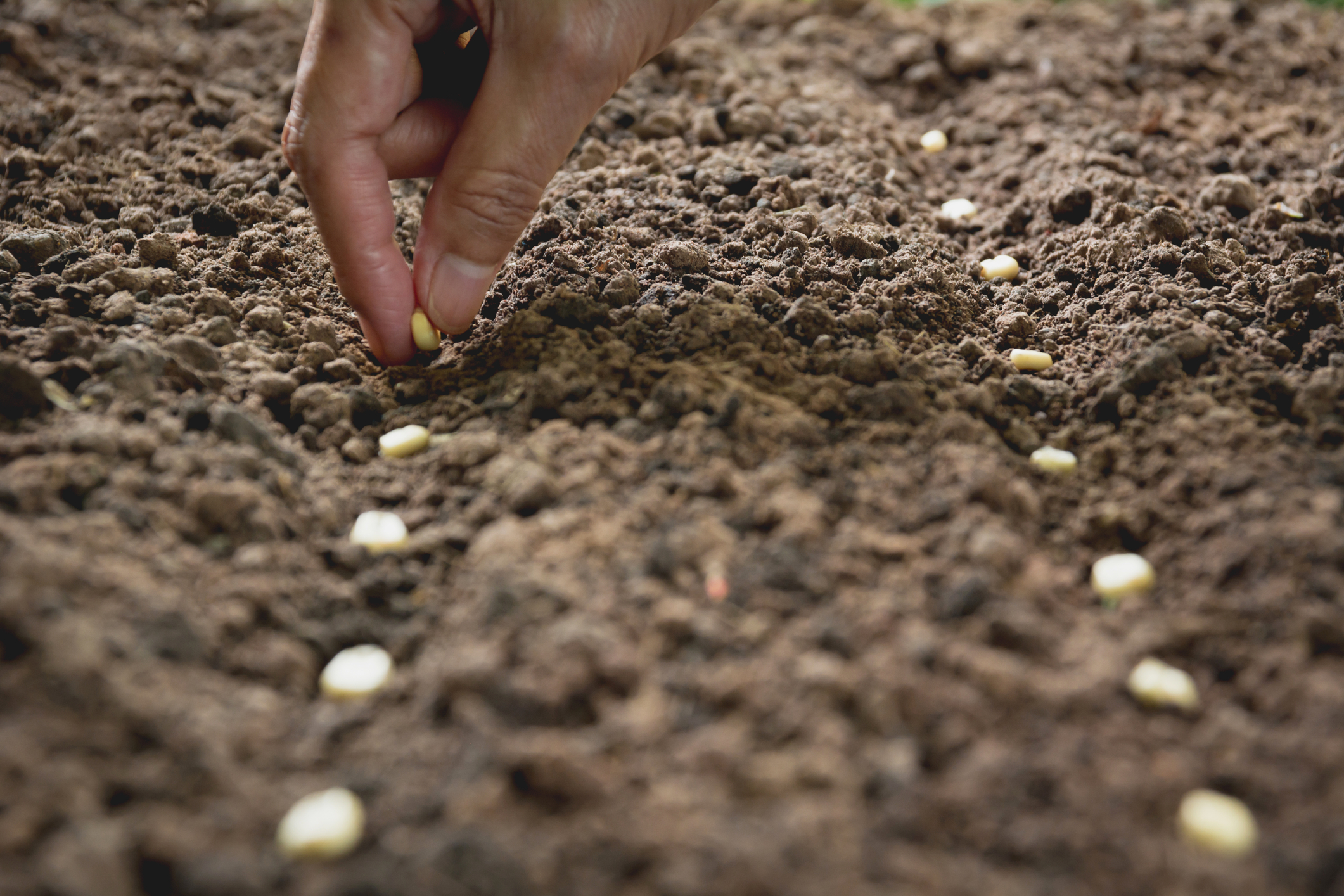 Five vegetables you can grow from seed in your outdoor garden in New Jersey in April