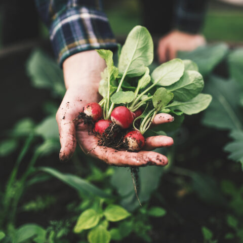 It's not too late to plant your spring radishes in new jersey - photo licensed by shore news network.