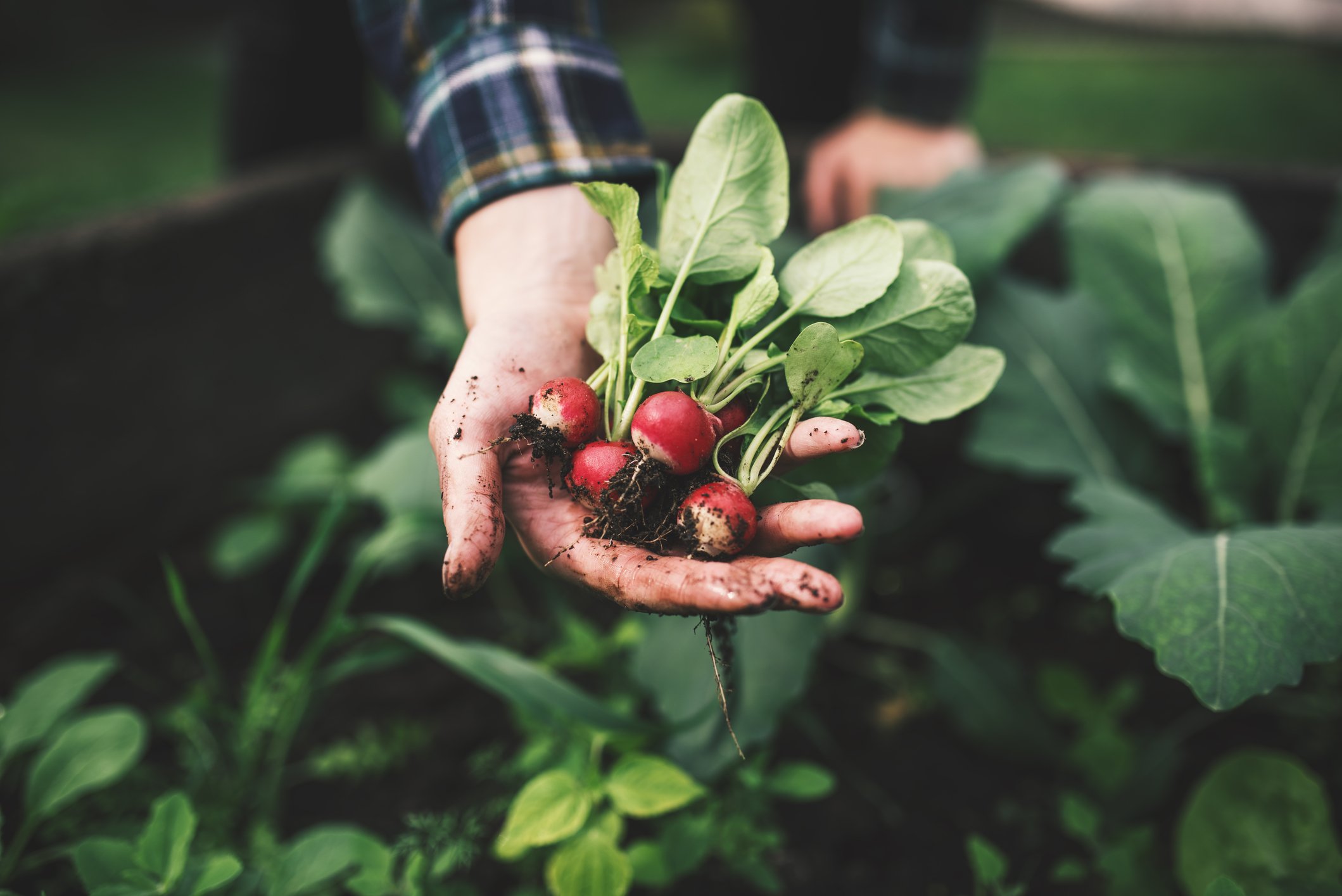 It's not too late to plant your spring radishes in New Jersey