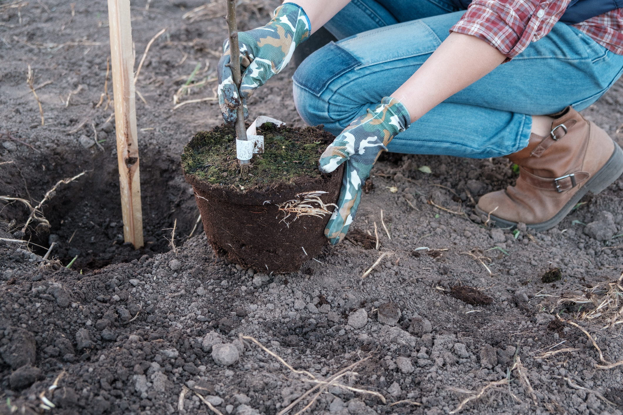 April is a great time to get your low cost fruit trees planted in New Jersey