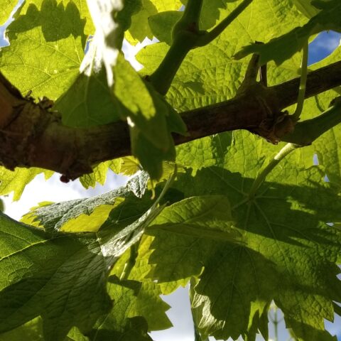 April is a great time to start your backyard grape vineyard in new jersey - photo licensed by shore news network.