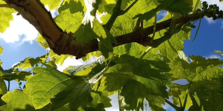 April is a great time to start your backyard grape vineyard in new jersey - photo licensed by shore news network.