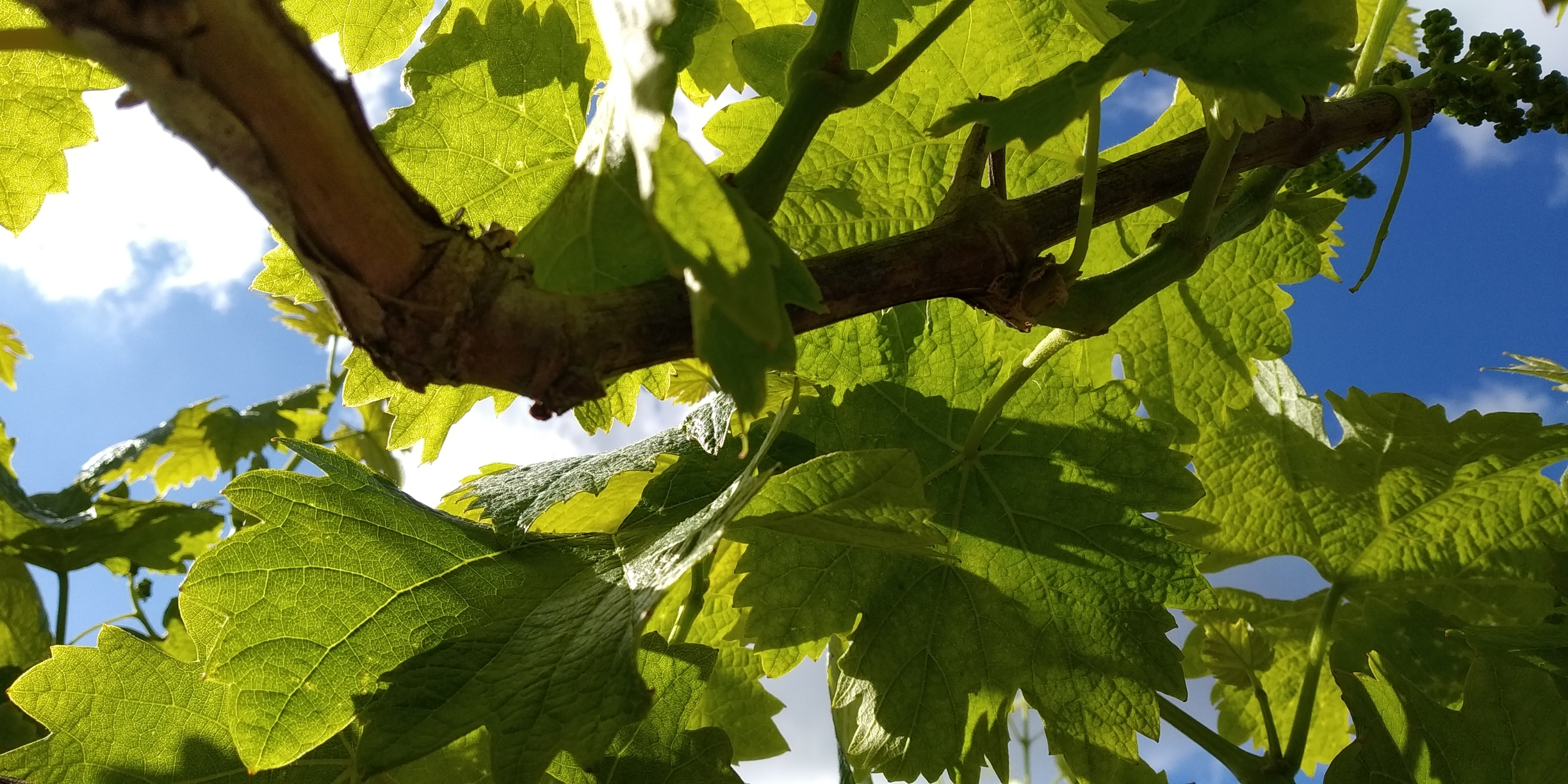 April is a great time to start your backyard grape vineyard in New Jersey