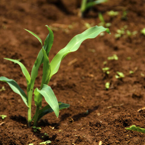 Want to plan corn in your new jersey garden? One variety is queen of the crop - photo licensed by shore news network.