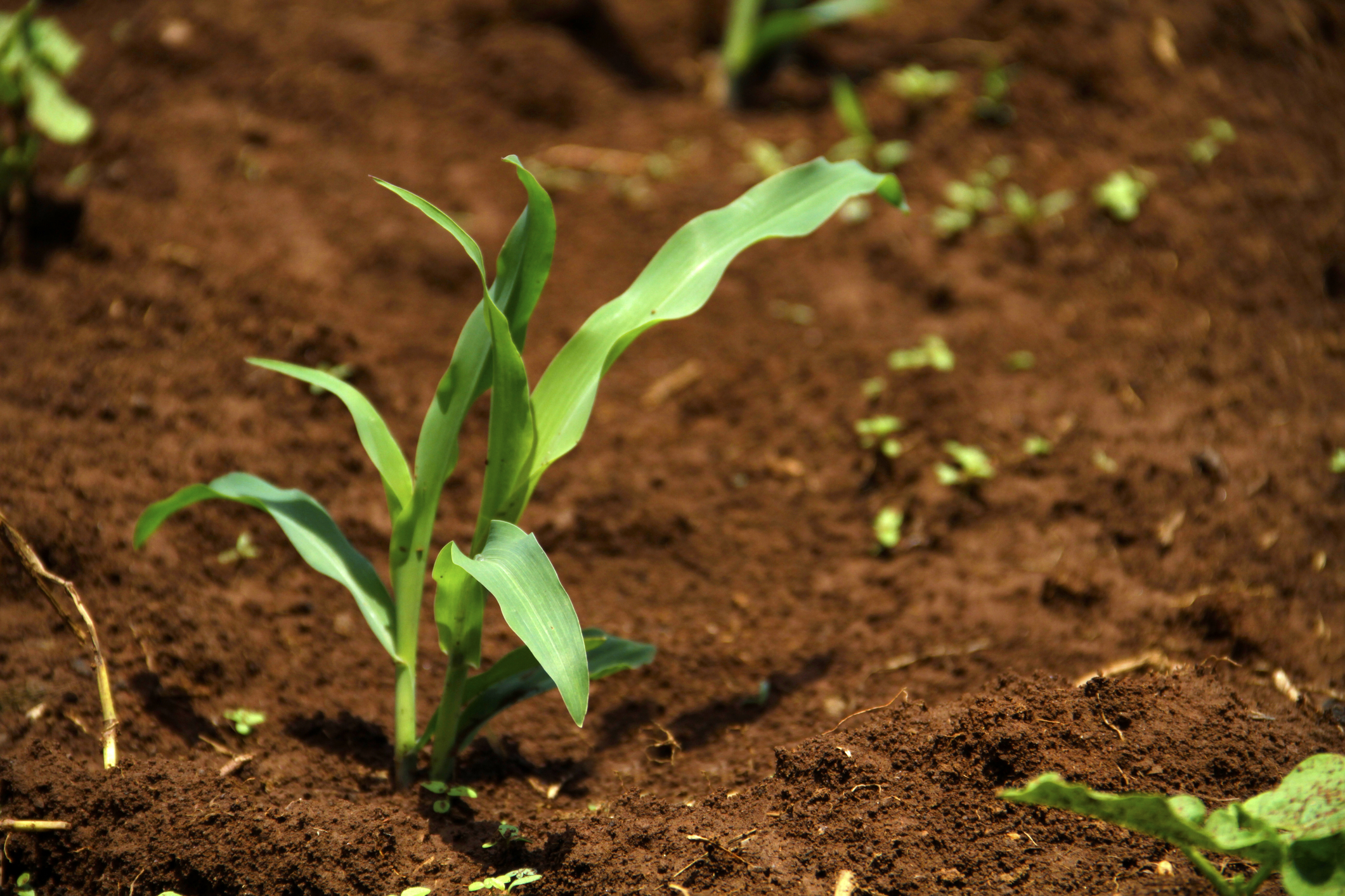 Want to plan corn in your New Jersey garden? One variety is Queen of the crop