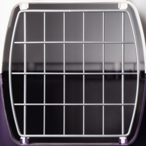 Animal cruelty charge filed against howell man who killed pet cat - photo licensed by shore news network.