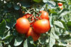 Planting tomato seeds in new jersey in april, here's what you need to know