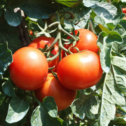 Planting tomato seeds in new jersey in april, here's what you need to know - photo licensed by shore news network.