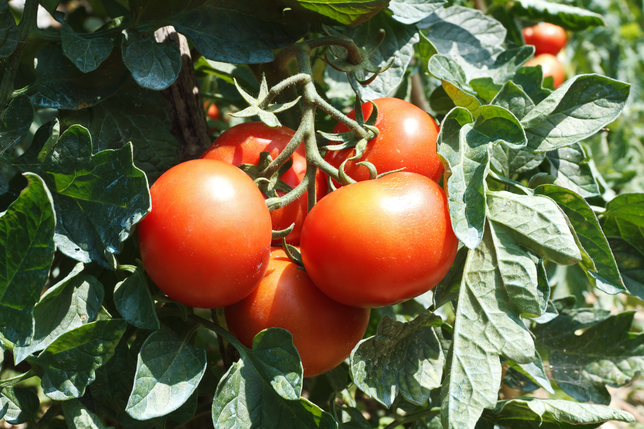 Planting tomato seeds in New Jersey in April, here's what you need to know