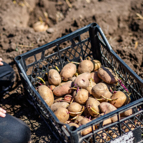 Want to grow your own potatoes in new jersey? Now is the best time to get them in the ground - photo licensed by shore news network.