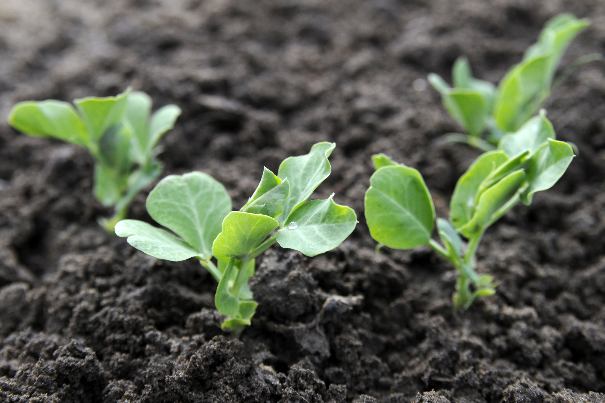 It's time to plant your peas in New Jersey as frost threat diminishes