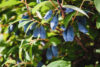 Can i plant honeyberries in my new jersey garden? Absolutely! So, what are they?