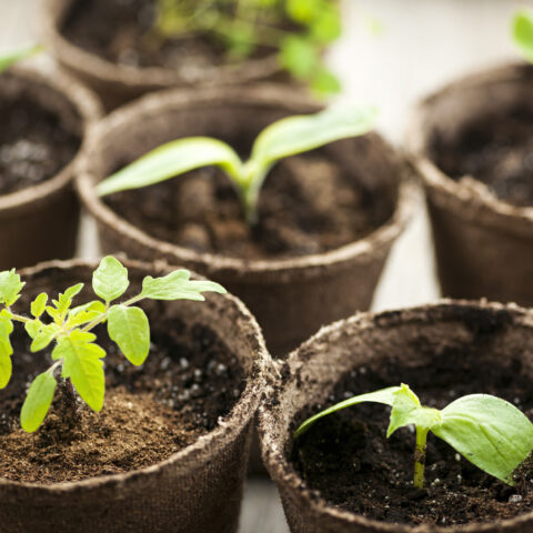 Is it too early to plant your tomato seedlings outdoors in mid-late april in new jersey? - photo licensed by shore news network.