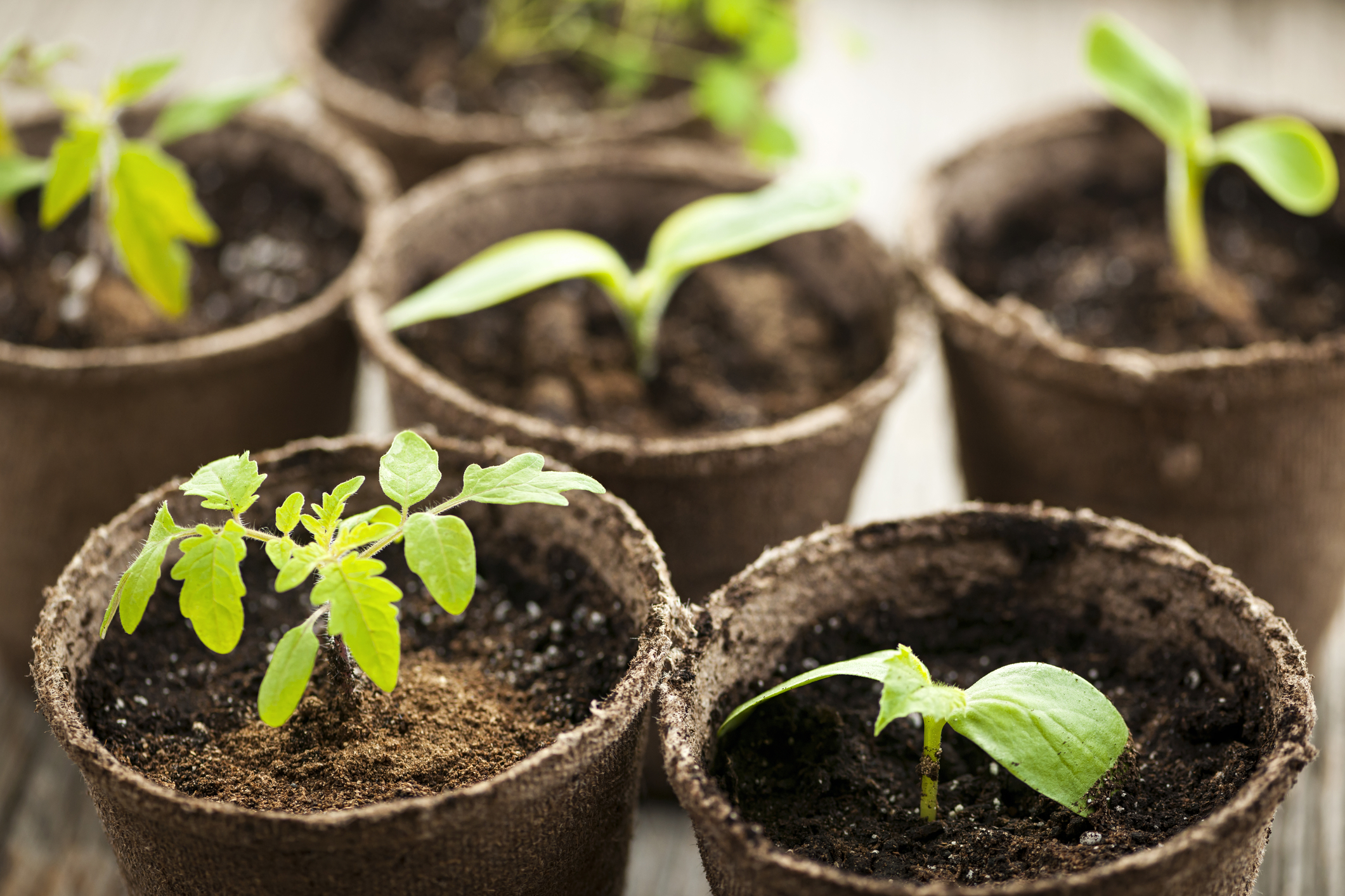 Is it too early to plant your tomato seedlings outdoors in mid-late April in New Jersey?