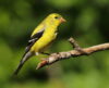 New jersey state bird out and about as spring warms up