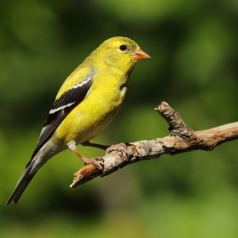 New jersey state bird out and about as spring warms up - photo licensed by shore news network.