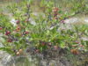 Beach plums are as new jersey as pork roll, diners, and the middle finger