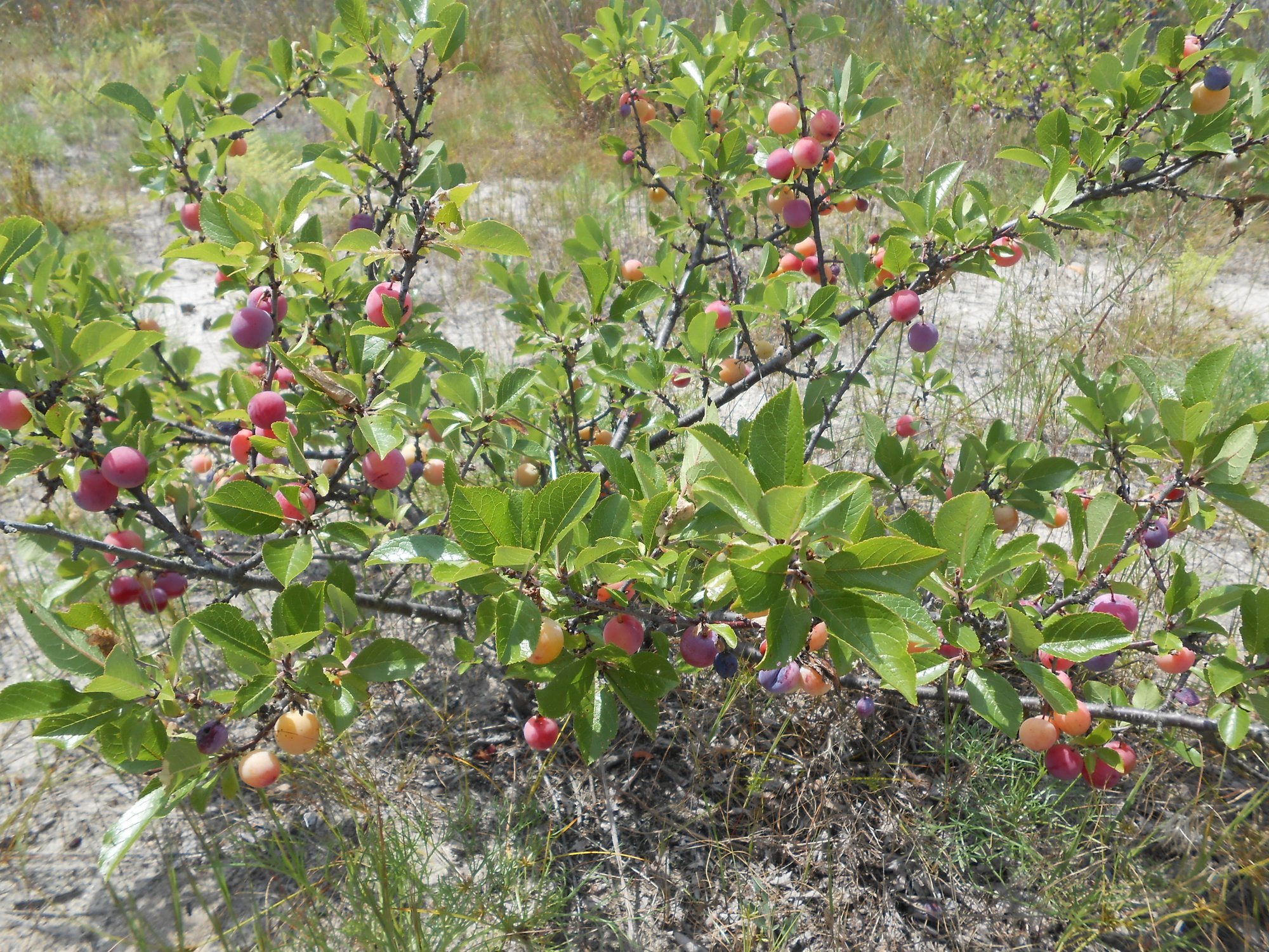 Beach plums are as New Jersey as pork roll, diners, and the middle finger