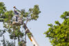 Lancaster man fatally electrocuted while trimming tree branches