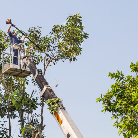 Lancaster man fatally electrocuted while trimming tree branches - photo licensed by shore news network.