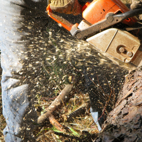 The new jersey dep just fined itself for clear-cutting wetlands forest, home to native species - photo licensed by shore news network.