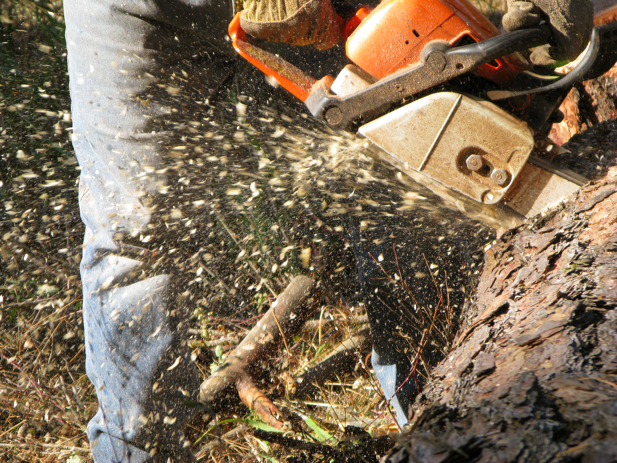The New Jersey DEP just fined itself for clear-cutting wetlands forest, home to native species