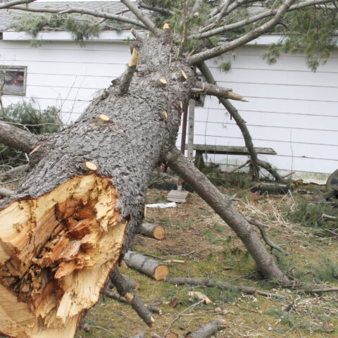 Jackson mayor says governor never called after ef-2 tornado struck the town - photo licensed by shore news network.