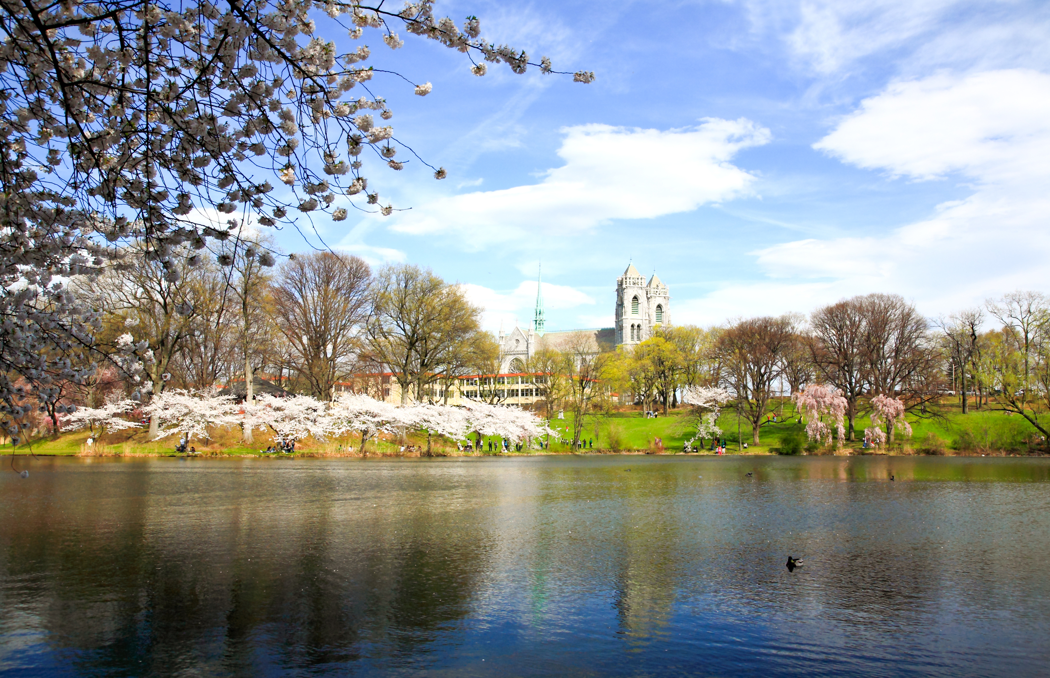 It's the peak of cherry blossom season in New Jersey, here's what you need to know