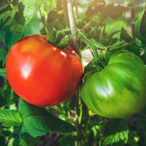 If you garden in new jersey, here's what you need to be planting right now - photo licensed by shore news network.