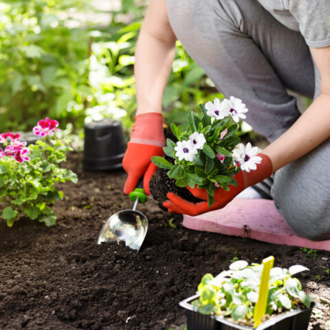 You don't have to wait until mother's day to plant flowers in new jersey - photo licensed by shore news network.