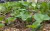 It's april in new jersey; time to start thinking about your summer strawberry strategy