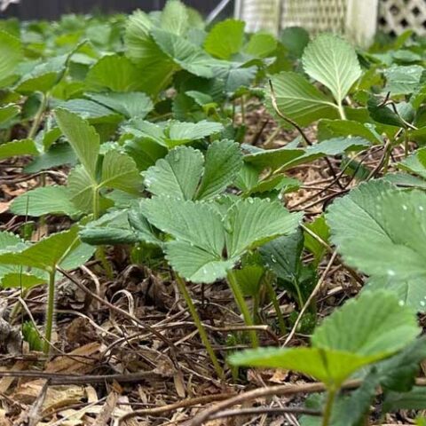 It's april in new jersey; time to start thinking about your summer strawberry strategy - photo licensed by shore news network.