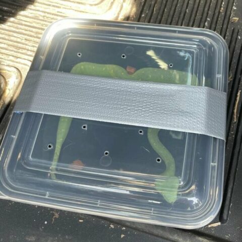 Hagerstown man arrested selling illegal venomous snake to police - photo licensed by shore news network.