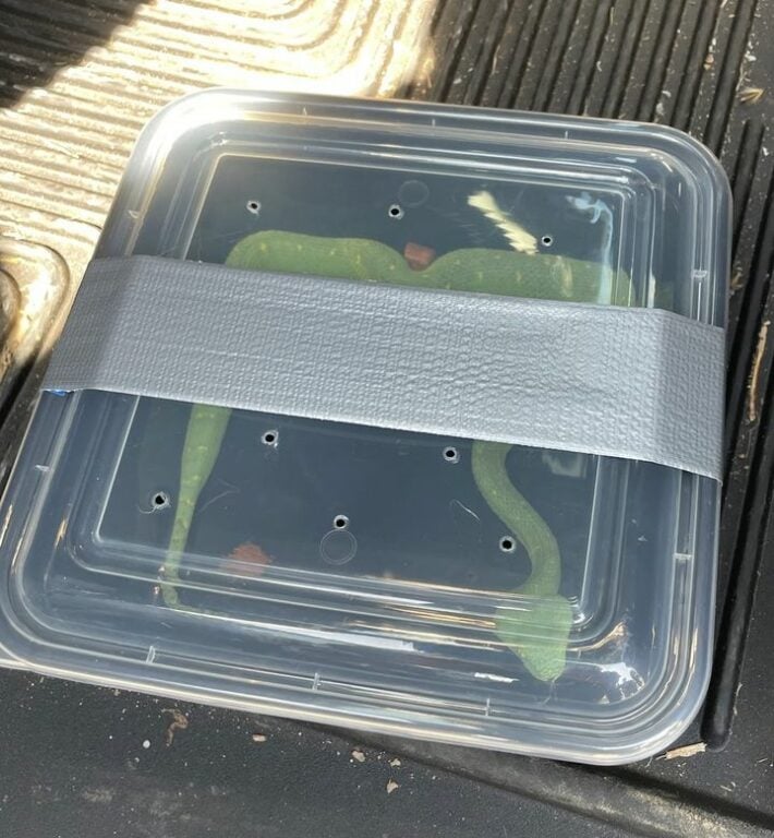 Hagerstown Man Arrested Selling Illegal Venomous Snake to Police