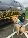 Meet Allegheny Countys Newest K 9 Deputy