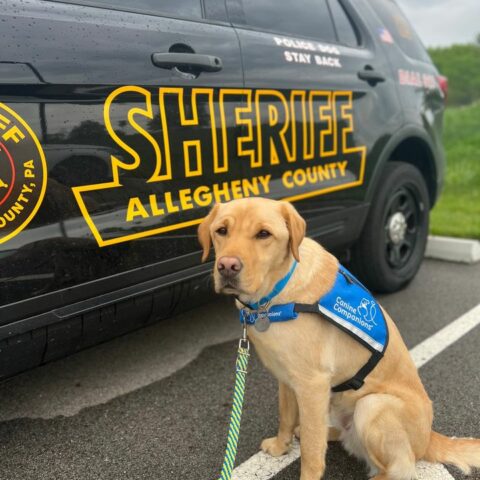 Meet allegheny county's newest k-9 deputy - photo licensed by shore news network.