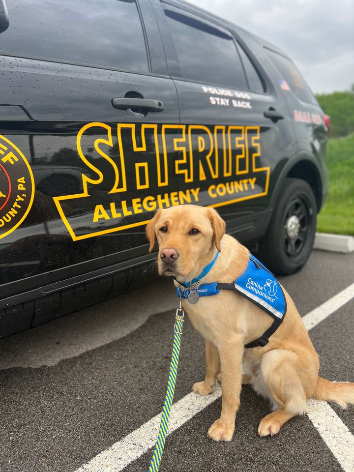 Meet Allegheny County's Newest K-9 Deputy