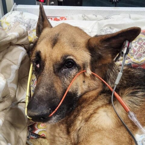 Owner of emaciated german shepherd found in basement arrested - photo licensed by shore news network.