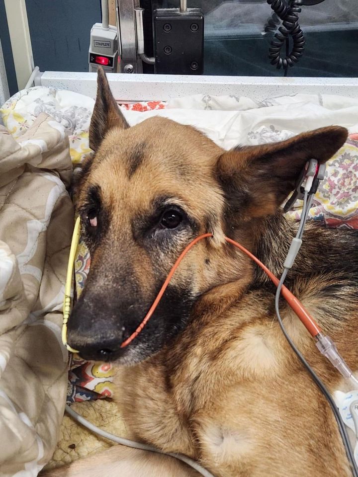 Owner of emaciated German Shepherd found in basement arrested