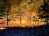 Overnight brush fire in marlton contained