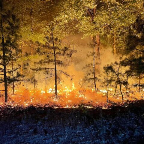 Overnight brush fire in marlton contained - photo licensed by shore news network.