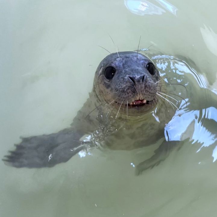Two grey seals rehabilitating for release by MMSC