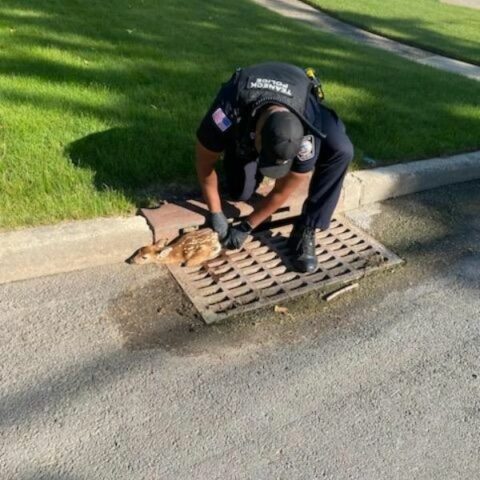 Teaneck police officer rescues young deer from catch basin - photo licensed by shore news network.