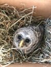 Baby owl found alongside road healthy enough to be re-nested