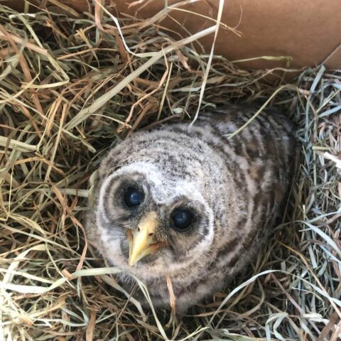Baby owl found alongside road healthy enough to be re-nested - photo licensed by shore news network.
