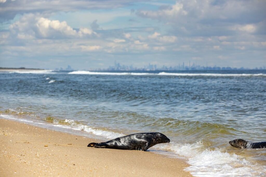 Cute moment caught on camera as grey seal released back into the ocean waits for partner