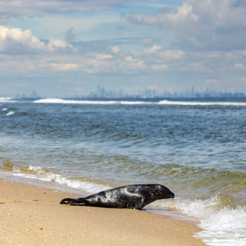 Cute moment caught on camera as grey seal released back into the ocean waits for partner - photo licensed by shore news network.