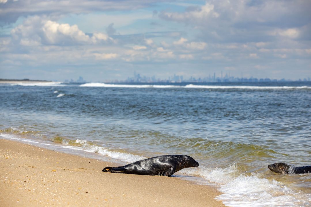 Cute moment caught on camera as grey seal released back into the ocean waits for partner
